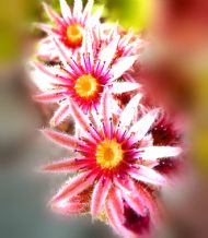 sedum flowers